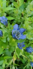 Gentiana calycosa