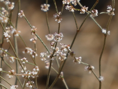 Eriogonum gracile