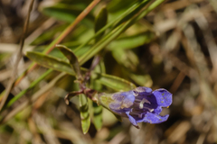 Gentiana affinis