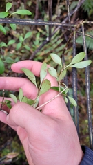 Coprosma foetidissima