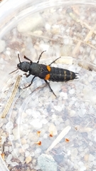 Platydracus fossator
