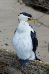 Microcarbo melanoleucos