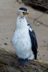 Microcarbo melanoleucos