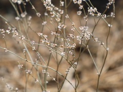 Eriogonum gracile