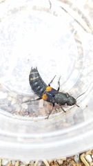 Platydracus fossator