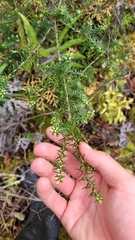Leptecophylla juniperina