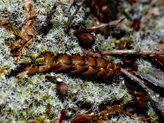 Anisotome aromatica