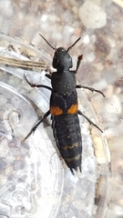 Platydracus fossator
