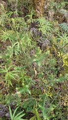 Leptecophylla juniperina