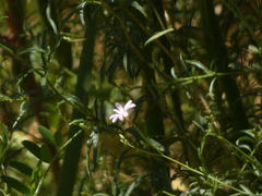 Epilobium brachycarpum