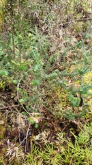 Leptecophylla juniperina