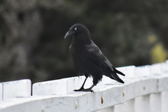 Corvus orru