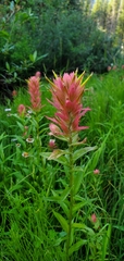 Castilleja miniata
