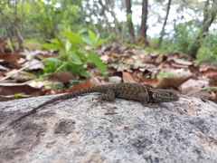 Sceloporus torquatus