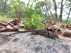 Sceloporus torquatus