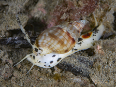 Nassarius particeps