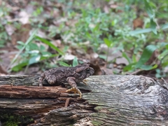 Incilius occidentalis
