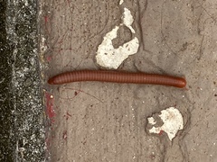 Trigoniulus corallinus