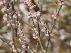 Eriogonum gracile