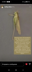 Tettigonia