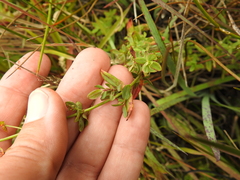 Hypericum scouleri