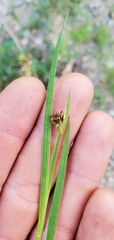 Juncus ensifolius