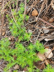 Tagetes filifolia