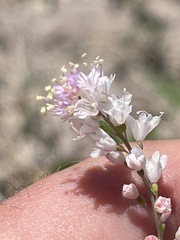 Boerhavia xantii