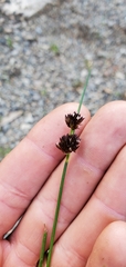 Juncus mertensianus