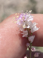 Boerhavia xantii