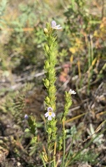 Euphrasia pectinata