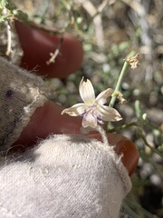 Stephanomeria pauciflora