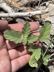 Boerhavia xantii