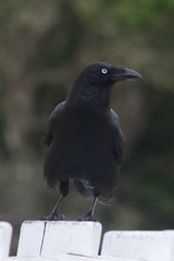Corvus orru