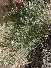 Stephanomeria pauciflora