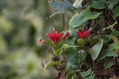 Aeschynanthus andersonii