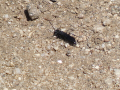 Pompiloidea