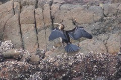 Anhinga novaehollandiae