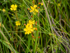 Hypericum pulchrum