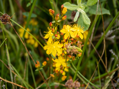 Hypericum pulchrum