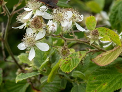 Rubus ulmifolius