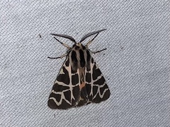 Apantesis nevadensis