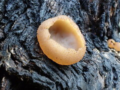 Peziza varia