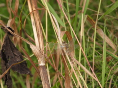 Sympetrum flaveolum
