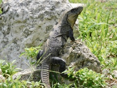 Ctenosaura similis