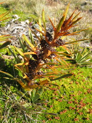 Aciphylla hectori