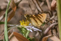 Ochlodes sylvanoides