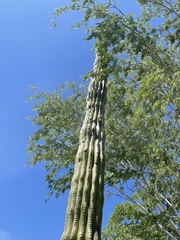 Pachycereus pringlei