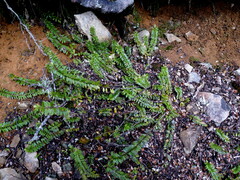 Veronica vernicosa