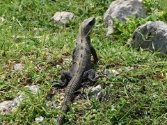 Ctenosaura similis